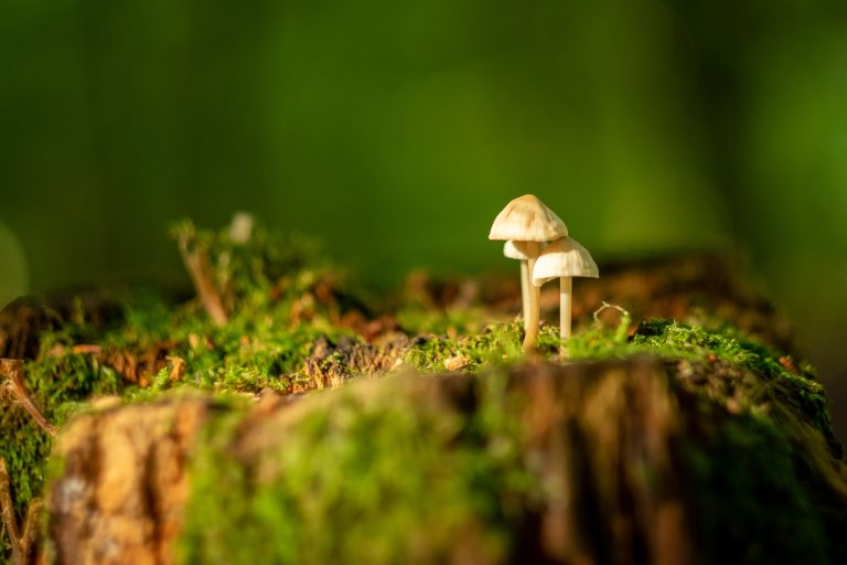 Small mushrooms on a mossy tree stump