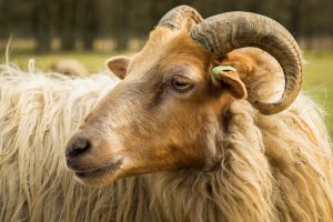 Close-up of a sheep