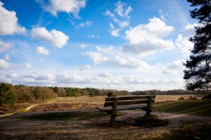 View larger photo: Bench overlooking a hay field in The Netherlands