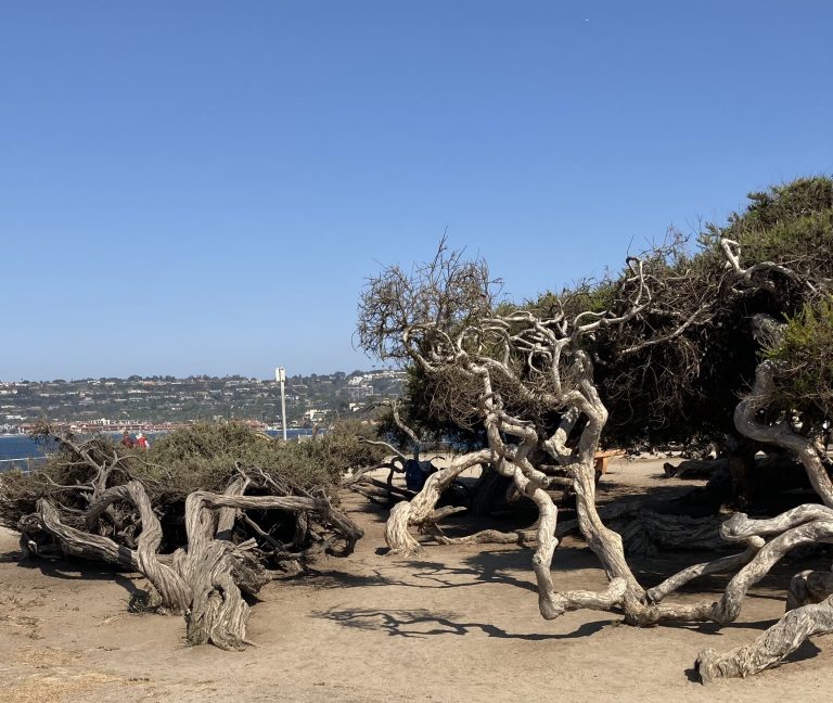 Ellen Browning Scripps Park, San Diego (CA)