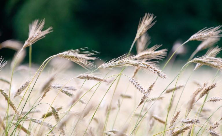 Close-up of grain