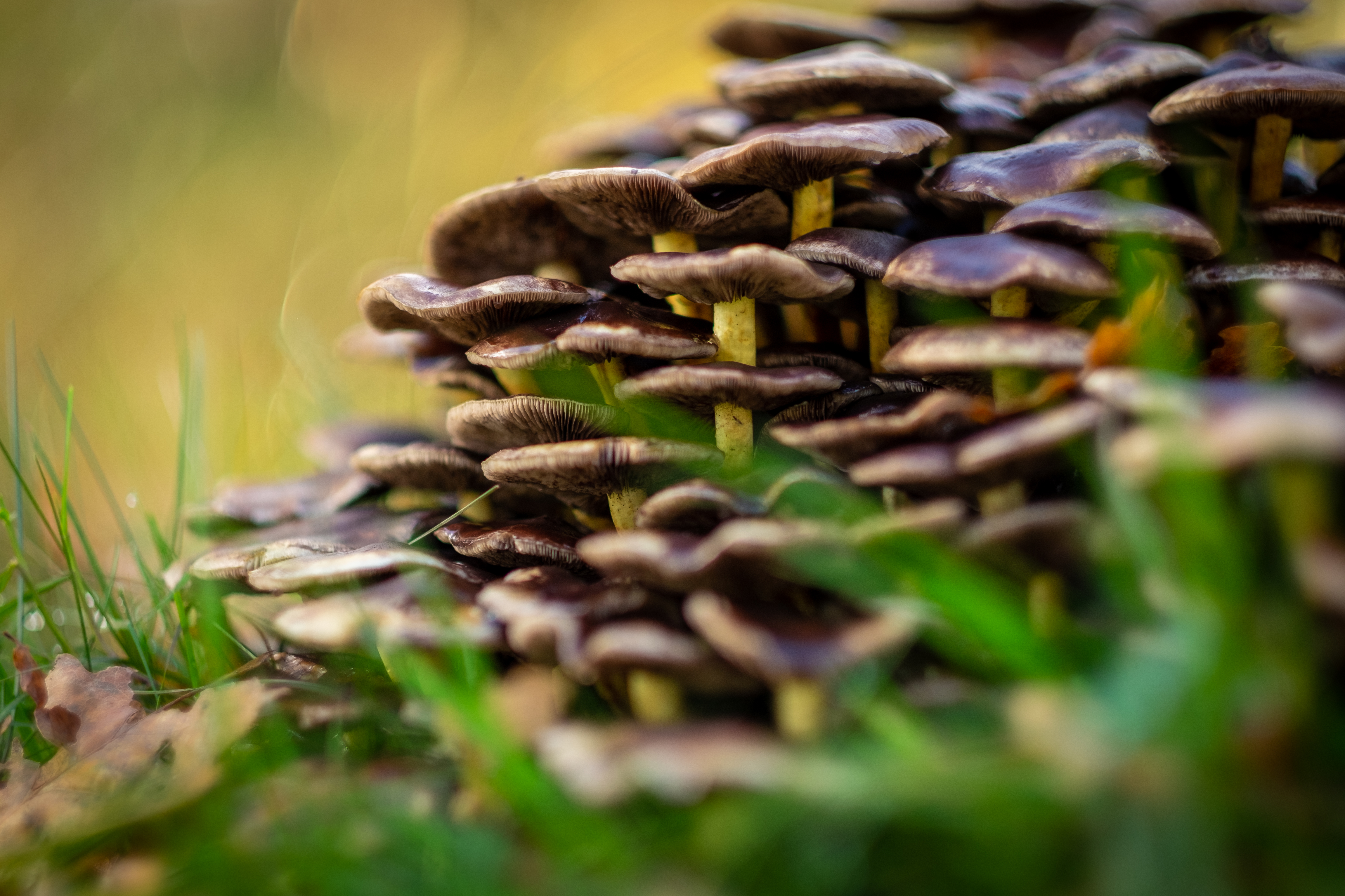 Mushrooms growing in a forest