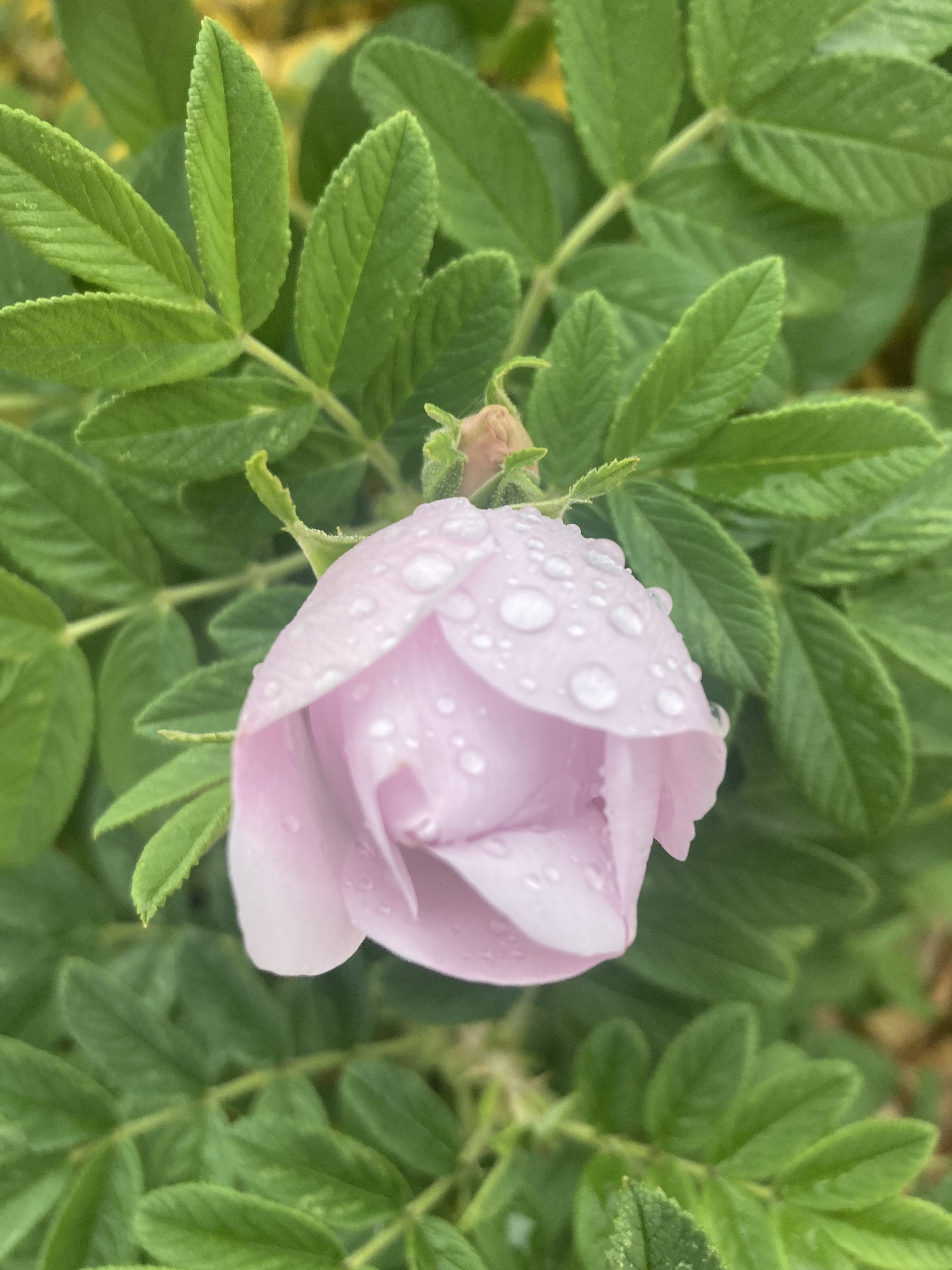 Pink rose with raindrops