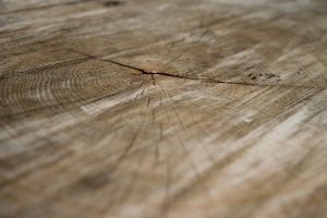 View larger photo: Close-up of a cut-down tree trunk