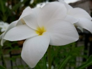 Plumeria flower
