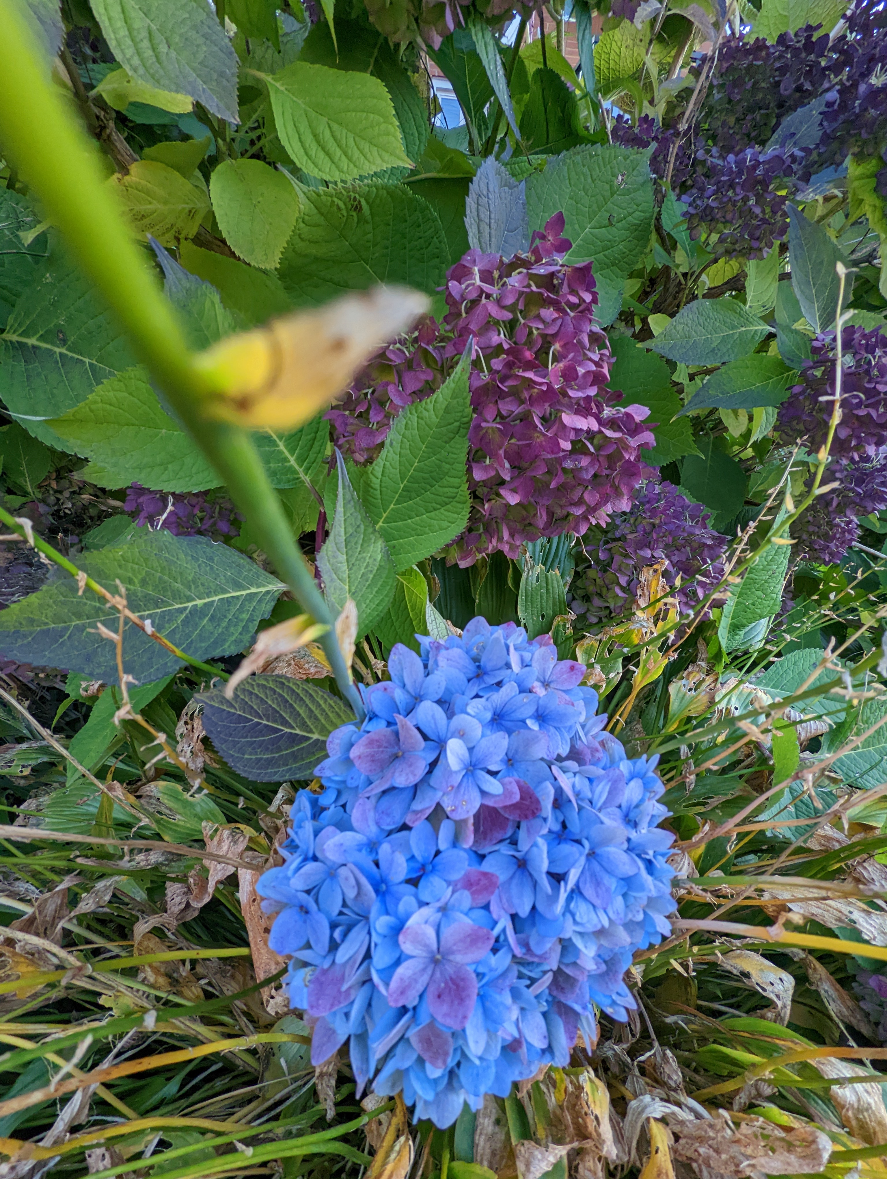 Blue hydrangea flowers