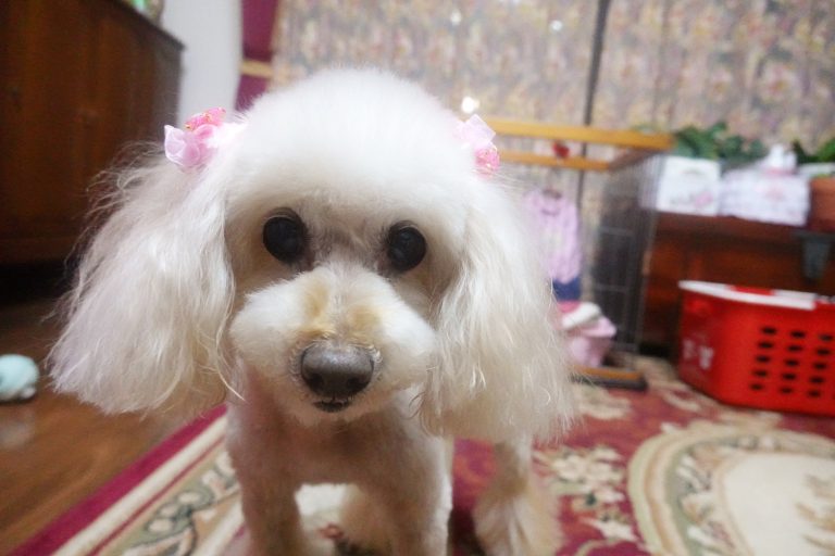 Apricot toy poodle standing on the carpet, close to the camera, staring at me.