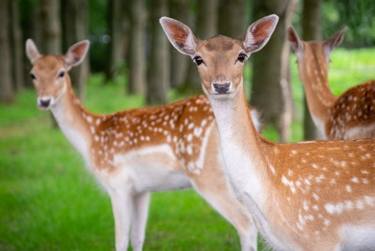 A herd of deer