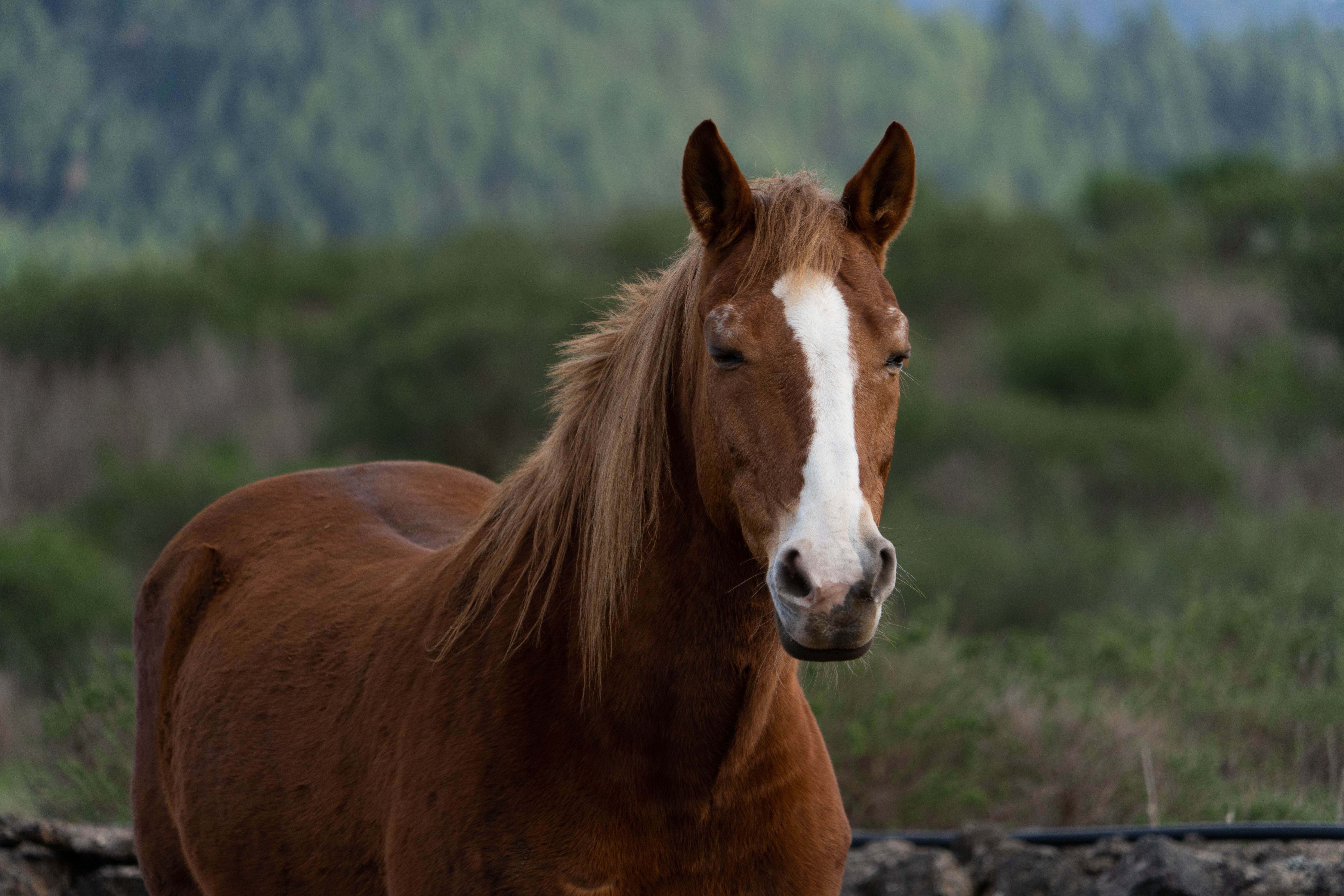 Detailed photo of a brown horse with a wooded landscape in the background.