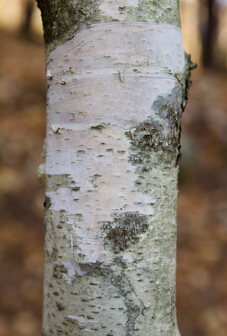 Birch bark