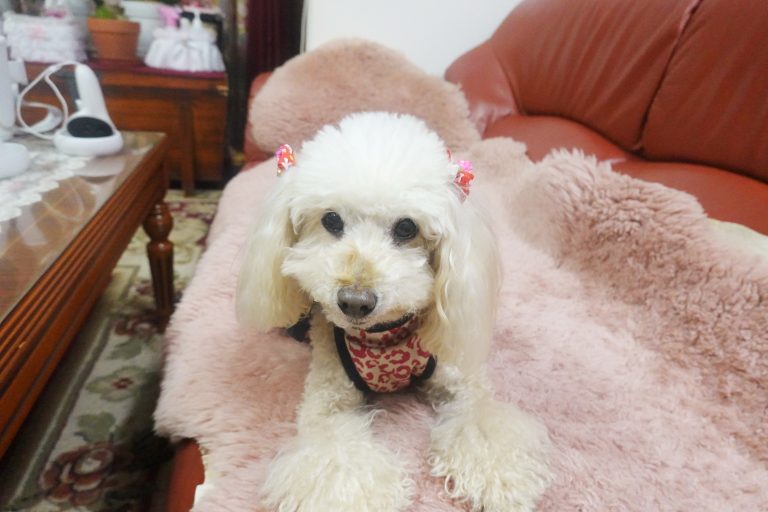 Apricot toy poodle wearing a dress with kiss lips all over it, lying in the red sofa.