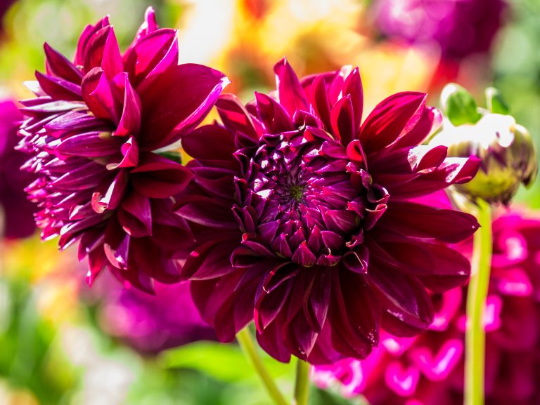 A maroon dahlia flower in California