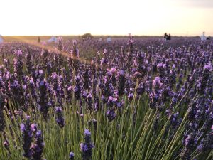 Lavender fields in Brihuega, Ciudad Real, Castilla la Mancha. Flowering time in July.
