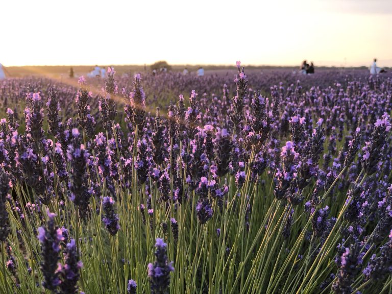 Lavender fields in Brihuega, Ciudad Real, Castilla la Mancha. Flowering time in July.