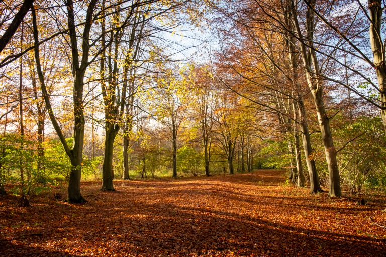 Autumn forest