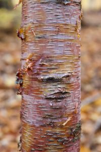 Birch bark
