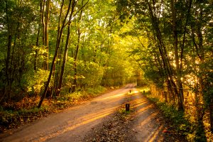 Forest path in the evening sun