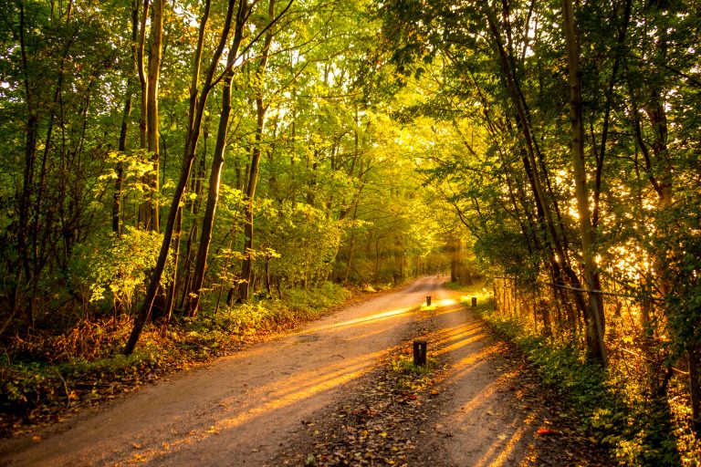 Forest path in the evening sun