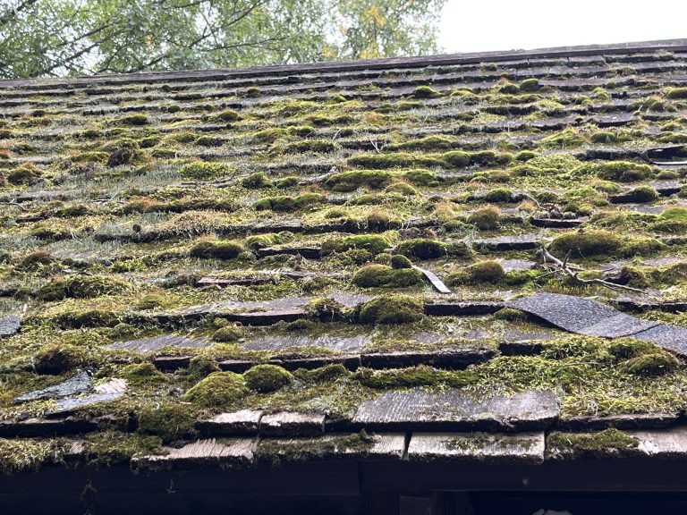 Mossy roof