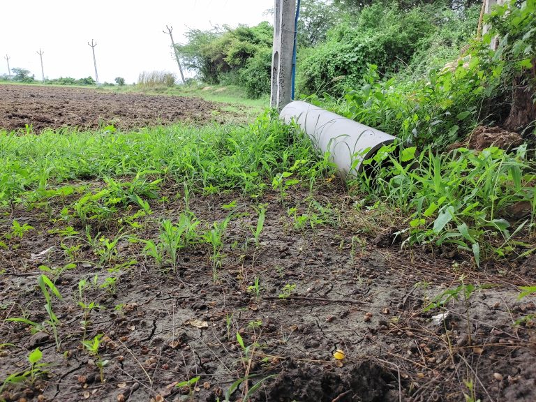 Small plants in a field