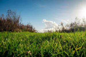 A field of grass on a sunny day