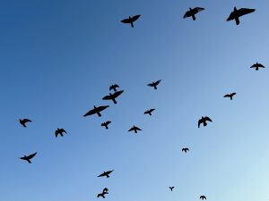 A flock of black birds flying in the blue sky.
