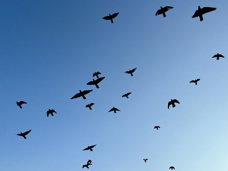 A flock of black birds flying in the blue sky.