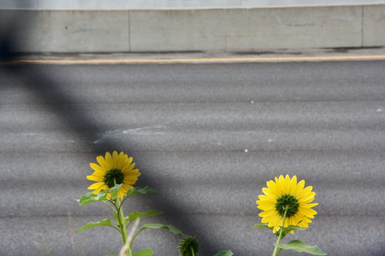 Sunflowers watching traffic zoom past on I-64 in St. Louis