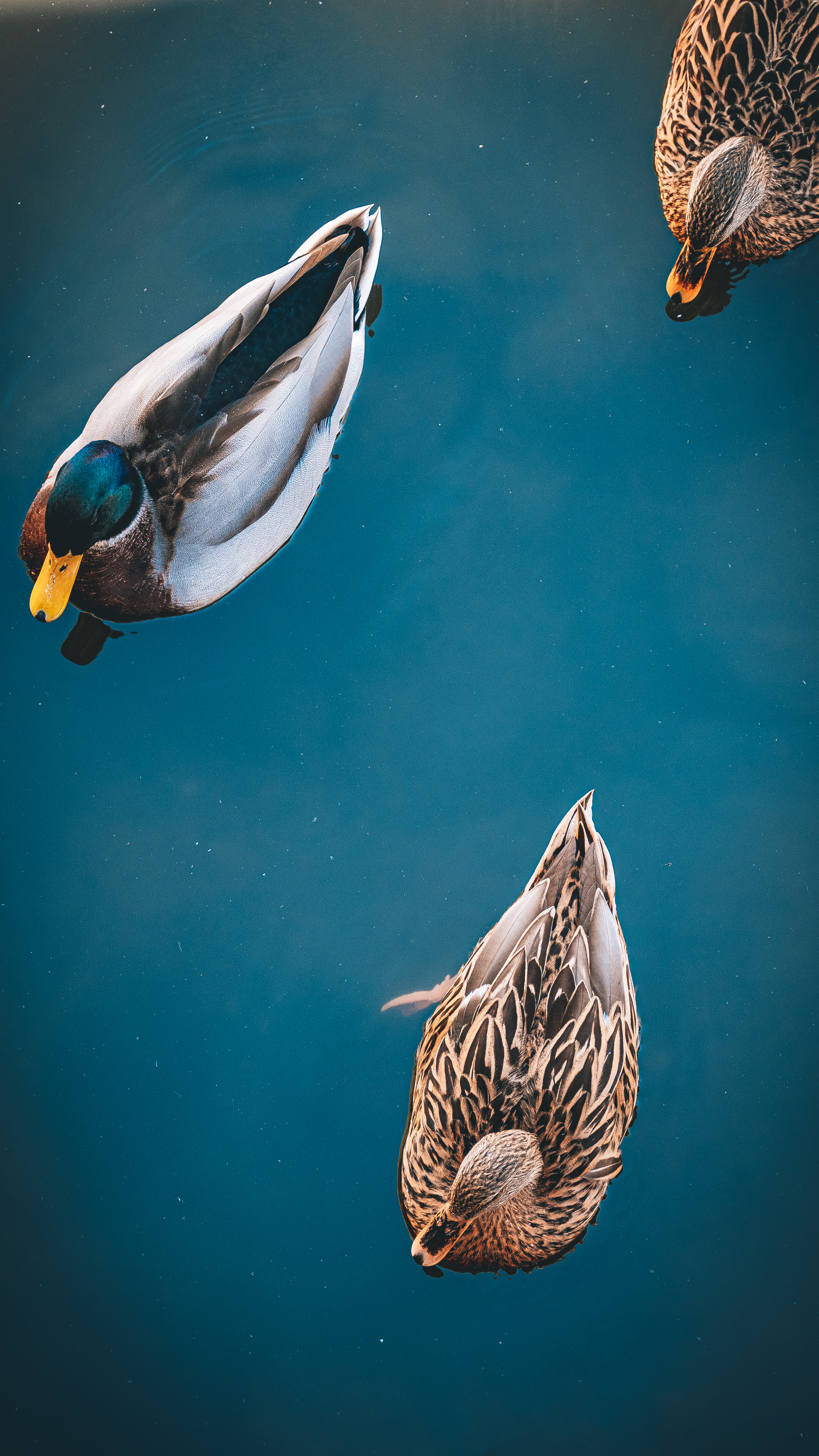 Three ducks on blue water