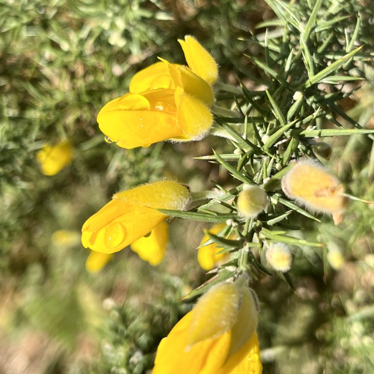 Ulex Europaeus.,