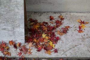 Japanese maple,autumn leaves
