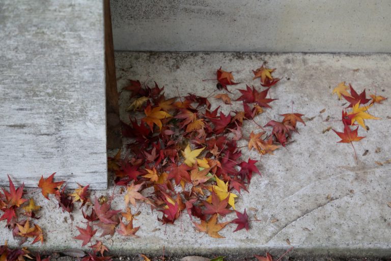 Japanese maple,autumn leaves