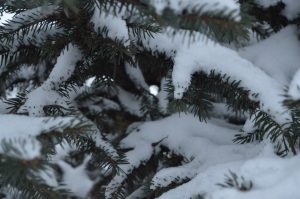 Snow on a spruce
