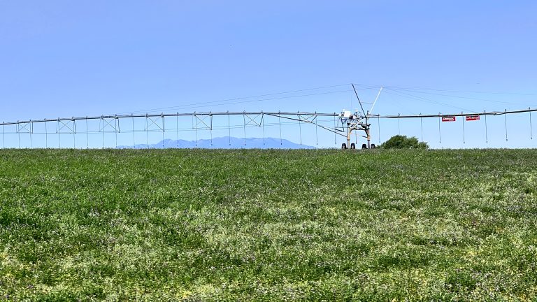 Overhead Watering Machinery Alfalfa Farm