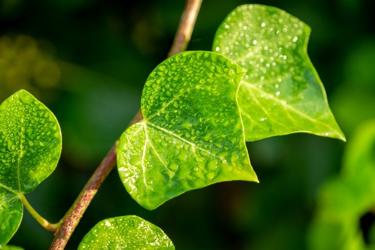 Drops on a leaf