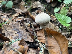 Photograph of the fungus Lycoperdon perlatum. It is a type of fungus full of white spores that are released into the air. It is usually seen in autumn. It has medicinal properties. In Galicia (Spain) we call it 'Peido de Lobo' (Wolf Farts).