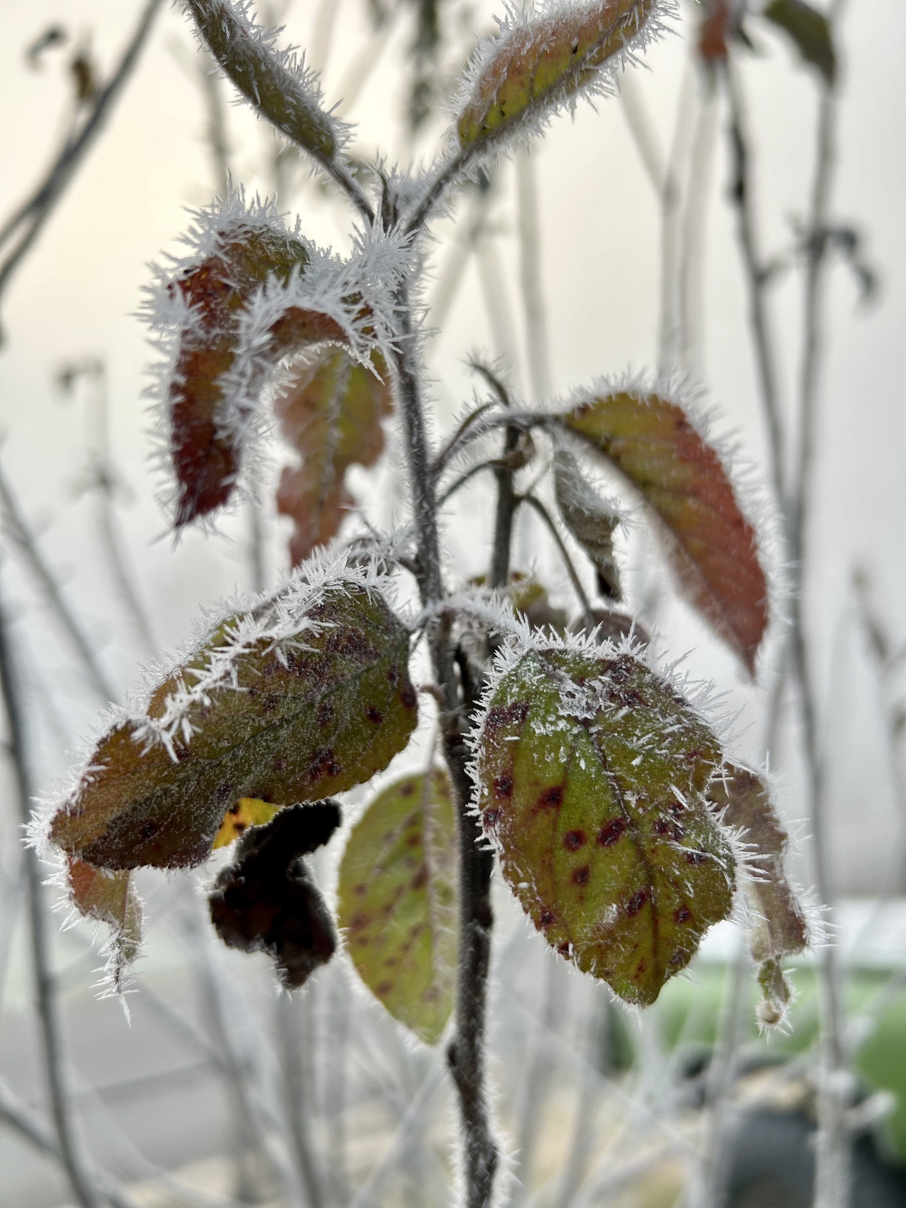 Leaf from an apple tree covered in frost