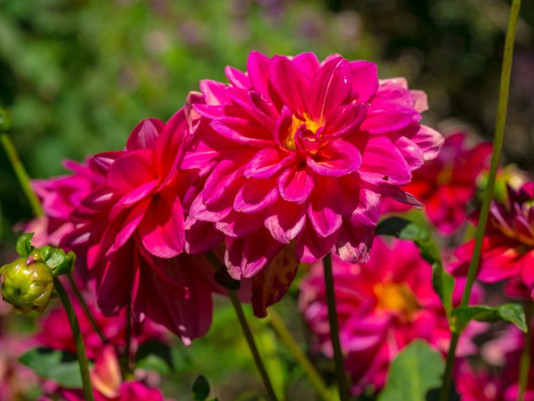 Dahlia Karma Lagoon pink flower.