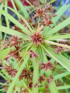 Plant - Nutsedge