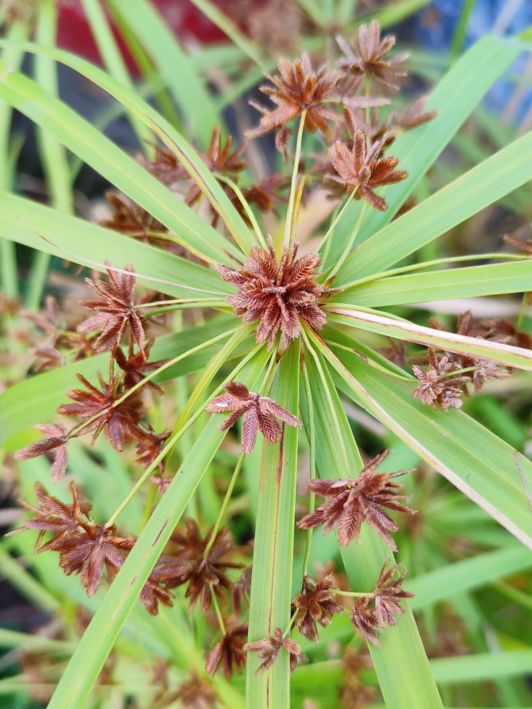 Plant – Nutsedge