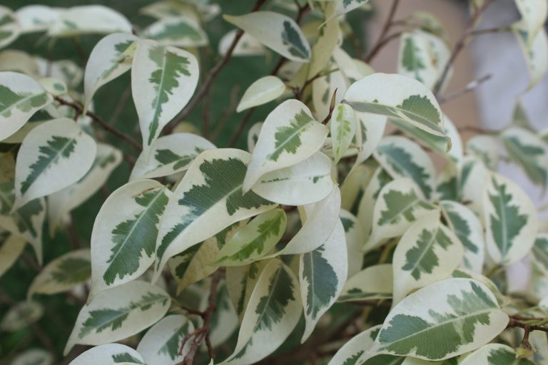 White and green leaf Natural Pattern