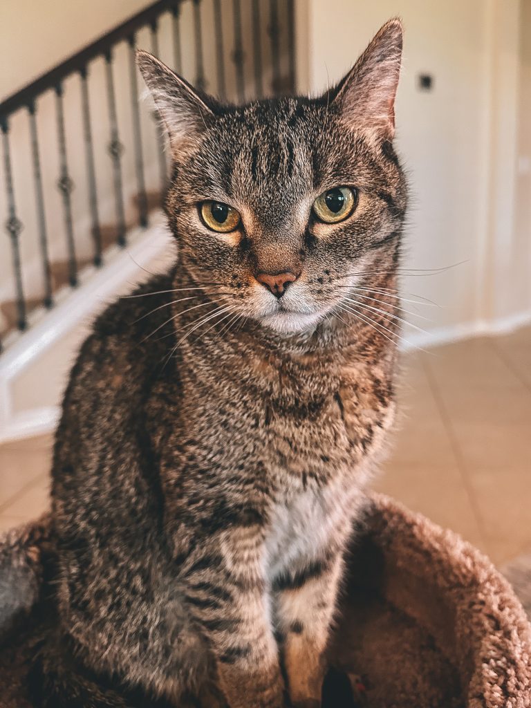 Brown cat sitting on cat tower