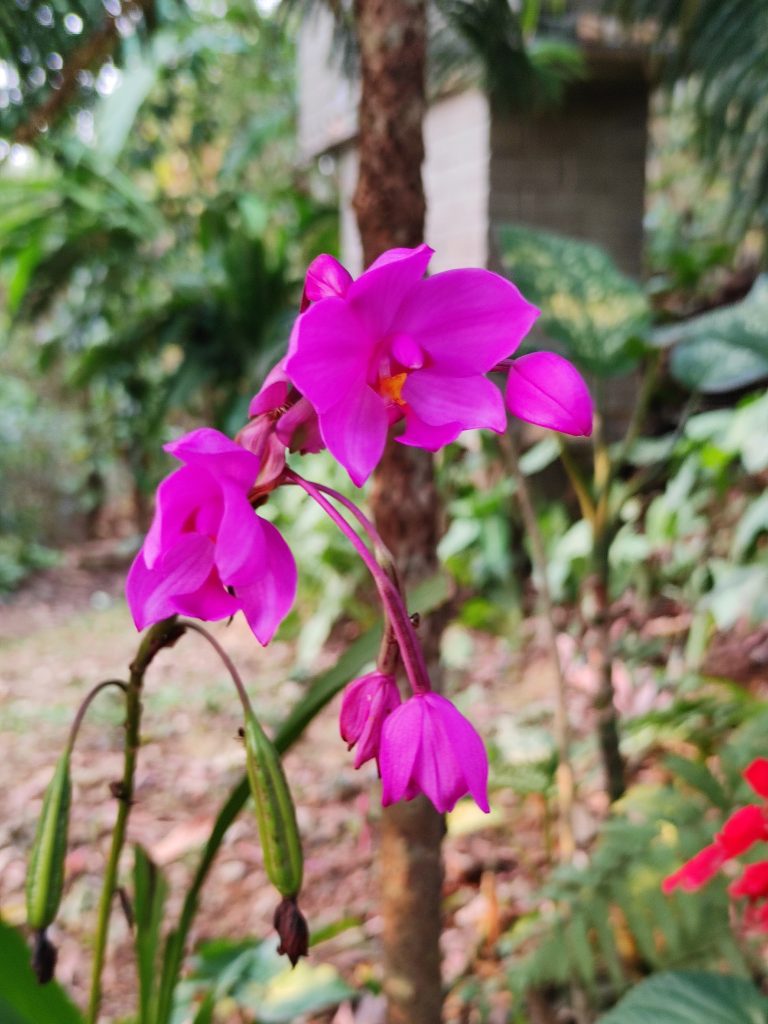 Flower – Spathoglottis Unguiculata