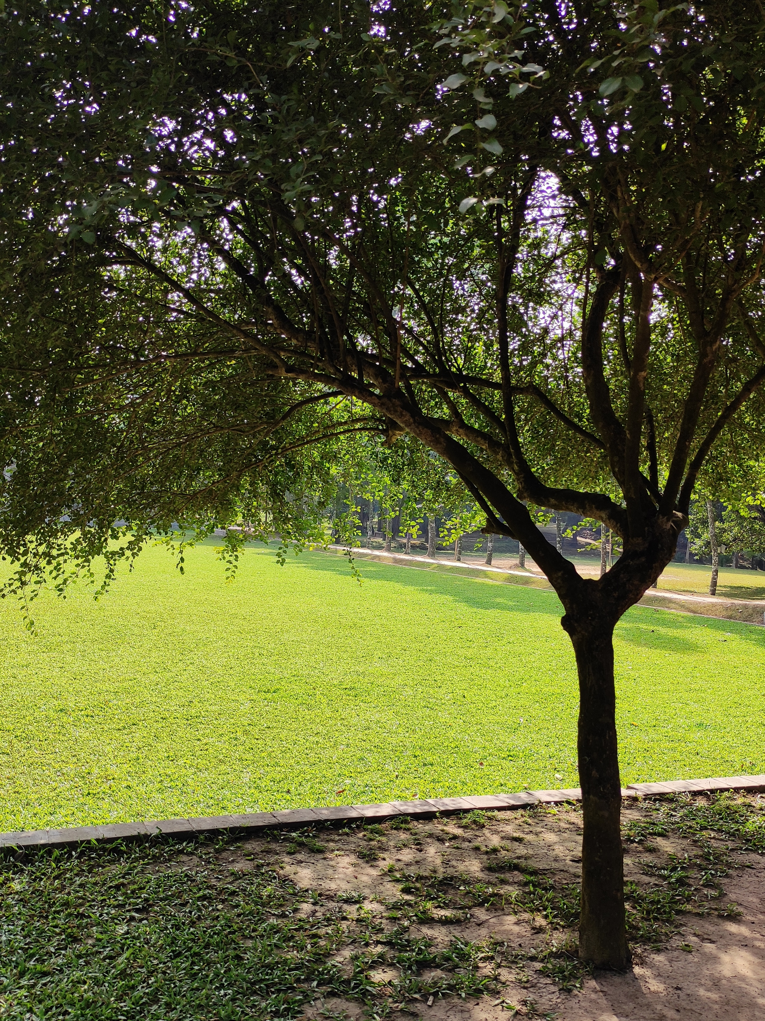 Green field with tree shade