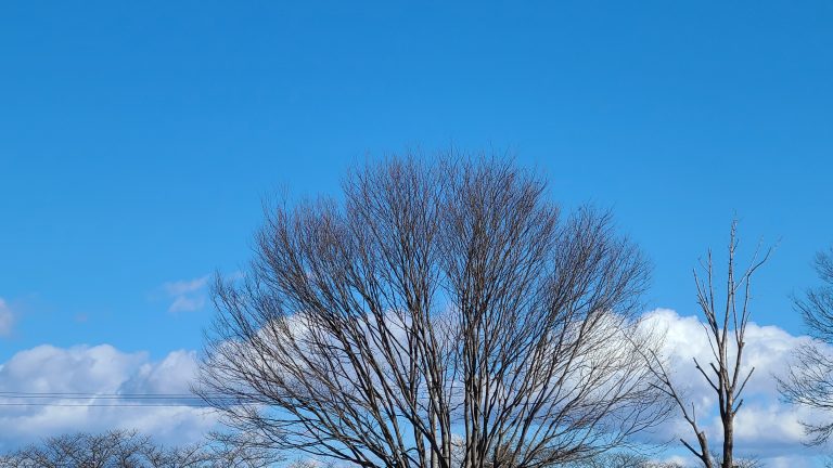 一本の木と空