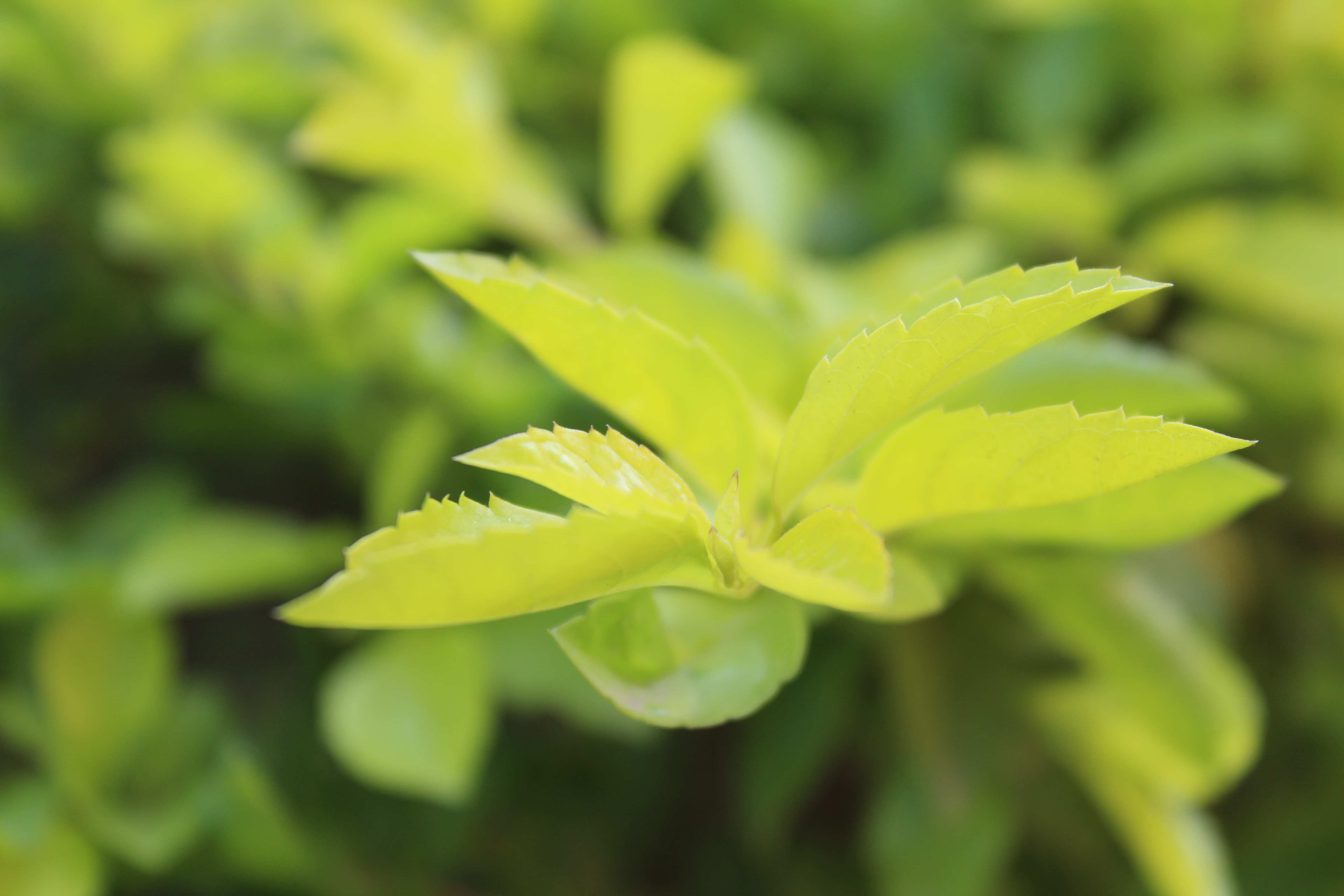 Green Leaf Natural Bokeh Pattern