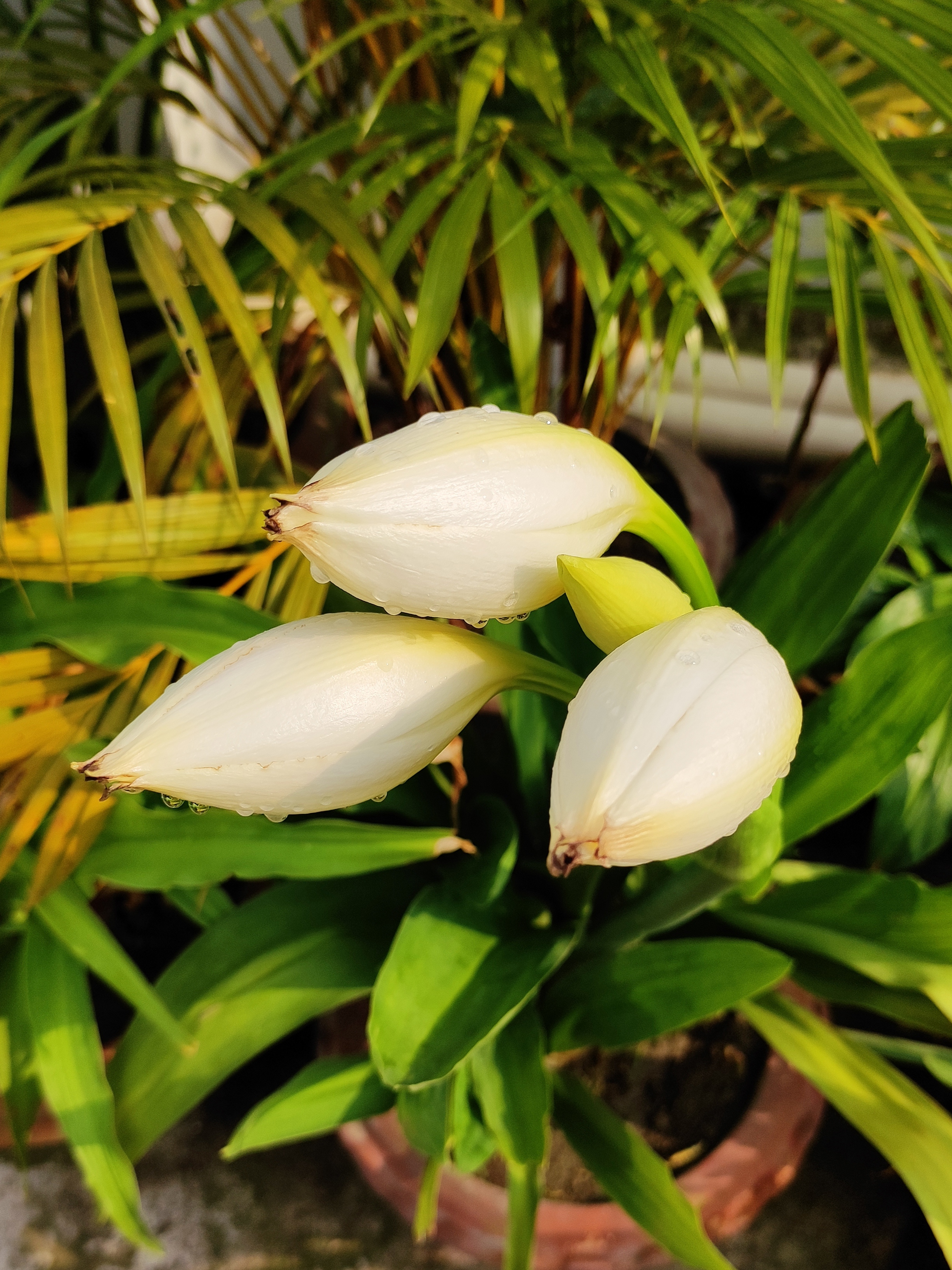 Flower - Casa Blanca Lily Buds