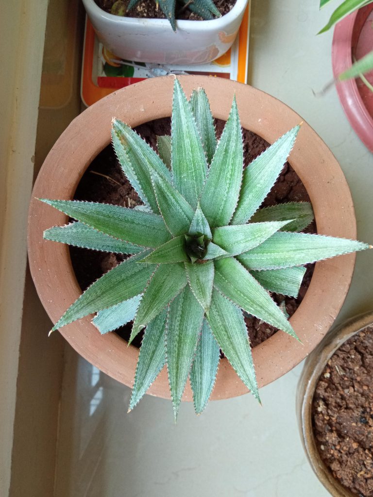 Potted Pineapple Plant