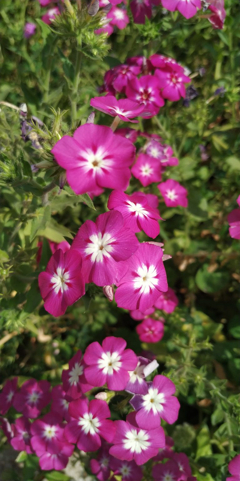 Flowers Natural Purple & white