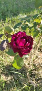 Deep red rose